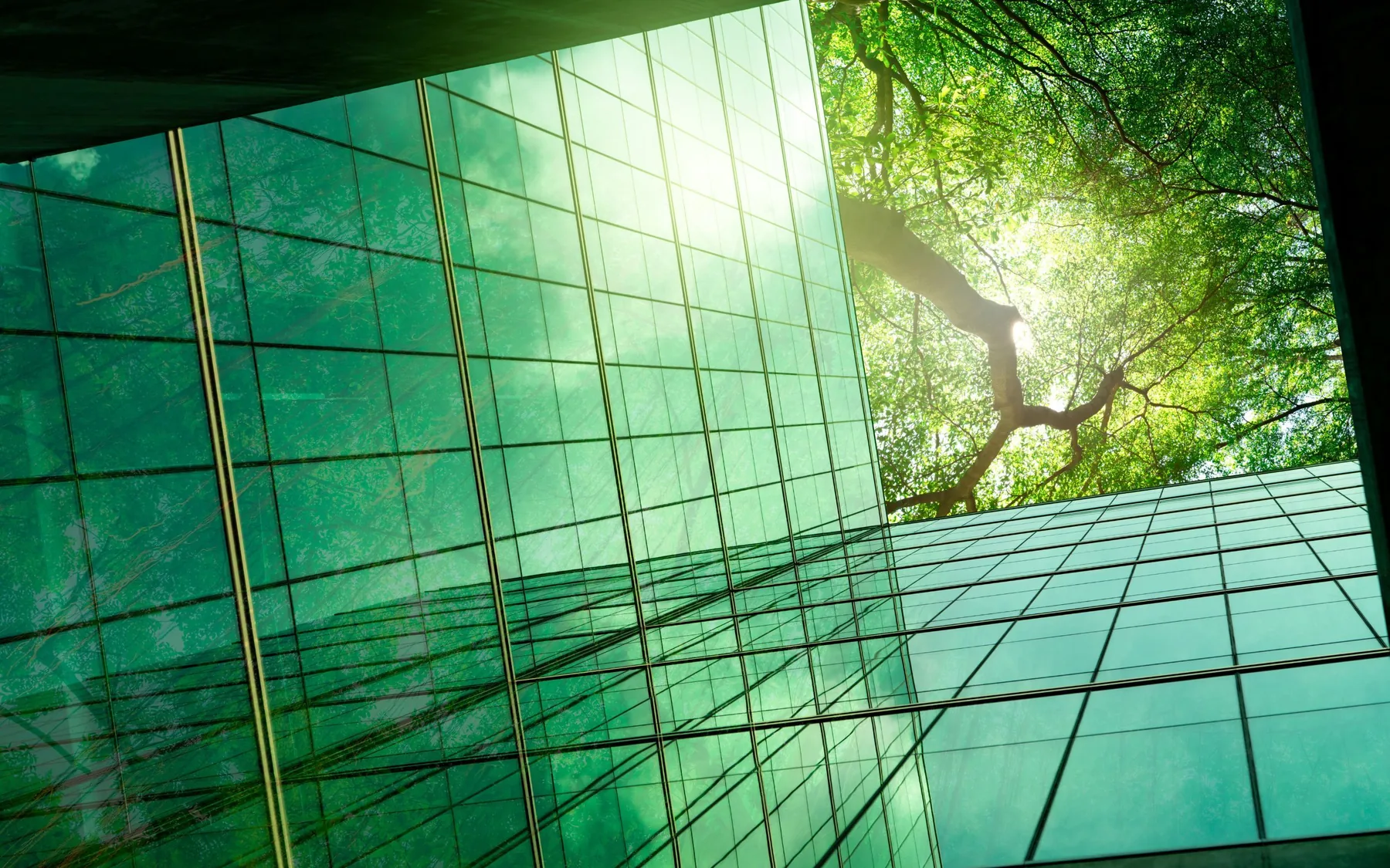 Glazed building facade reflecting mature green trees